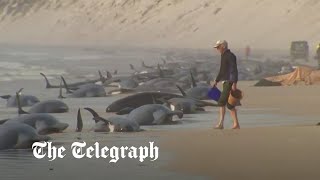 video: Watch: Hundreds of whales wash up on Australian beach