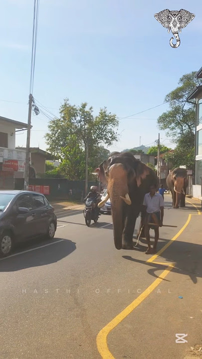 අවාරේ කුමාරවරු දෙදෙනෙක් 🥰🐘🐘 Thai raja , Migara #hasthi_official #elephant #daladamaligawa #tusker