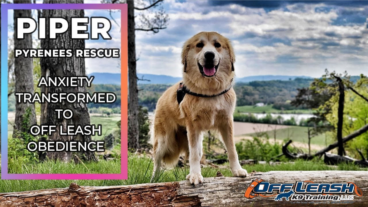 Knoxville Dog Trainers Pyrenees Mix, Piper Anxiety Transformed To Amazing Off Leash Obedience