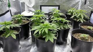 How to grow Marijuana Indoors