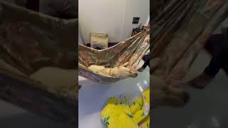 Cozy Dog Enjoys a Playful Bedsheet Swing Held by Two Guys