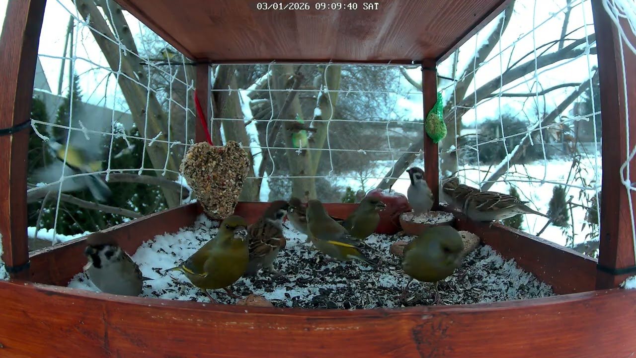 Szukanie jedzenia pod śniegiem. Karmnik dla ptaków "pod wiązem" 03.01.26