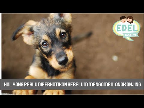 Video: Every Little Thing Adalah Hal Baru Untuk Anjing Yang Lahir di Kandang