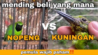 Mending Cucak Ijo Nopeng Atau Yang Kuningan Untuk Pemula