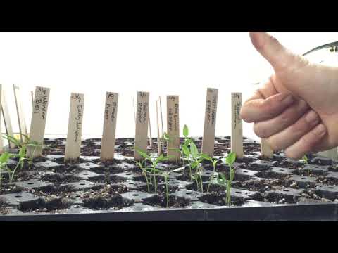 Seed to Harvest: Seedlings and Thinning