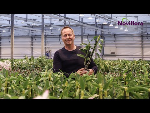 Video: Wat is ontmanning bij planten?
