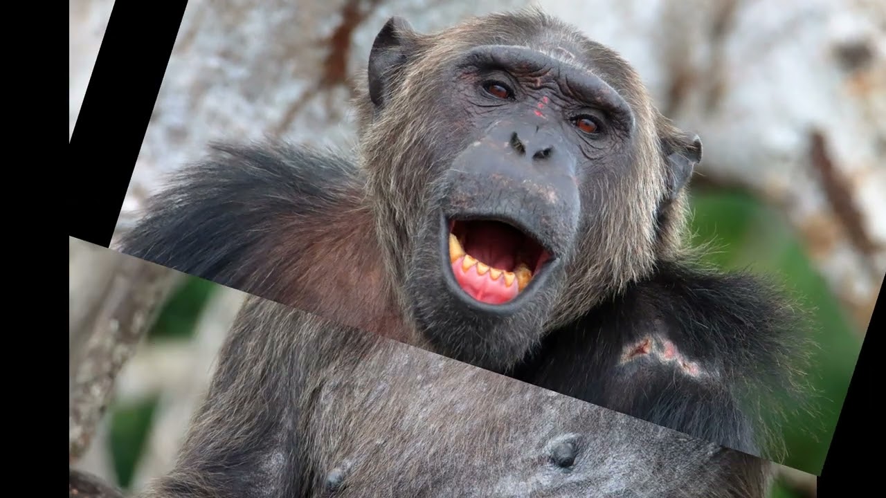 LES CHIMPANZES DU CONKOUAIT DOULI AVEC HELP CONGO