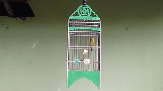 Burung kecial kuning gacor !! Suara Kacer'