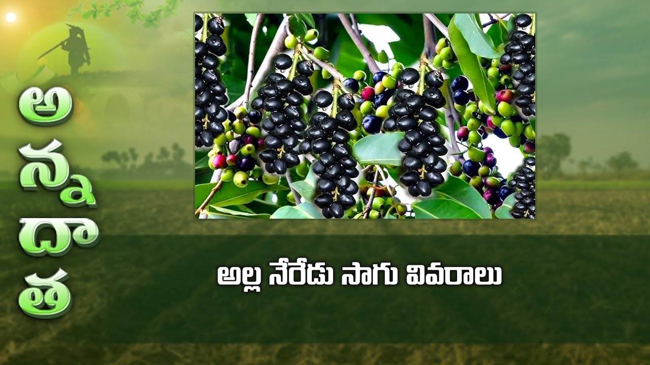 Tips for raising Jamun gardens | అల్ల నేరేడు సాగు వివరాలు | ETV
