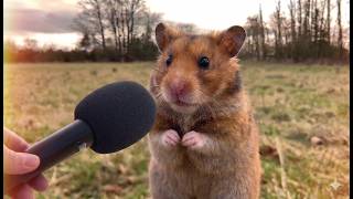 Try Not to Laugh 😹 Crazy Funny Hamster Moments 2026