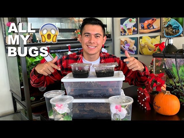 ALL MY PET BUGS!!