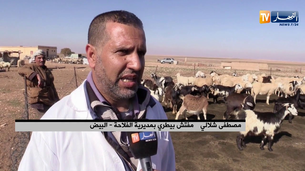 البيض: تلقيح الماشية ضد الحمى القلاعية.. بياطرة في مواجهة الوباء ونقص اللّقاح