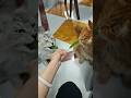 Cats are omnivores, right? #cat #cute #funny #funnycats
