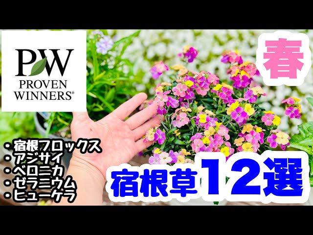 ◇【Fun with perennials】PW's flower special feature🪴 - YouTube