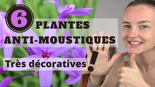 6 PLANTES ANTI-MOUSTIQUES très décoratives !