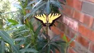 The most beautiful butterfly :-). 8/22/10. in my backyard. w
