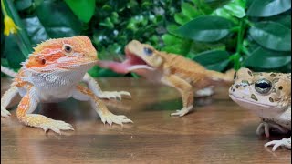 Toad angry at a lizard that monopolizes its food toad & lizardmiyako toad, bearded dragon