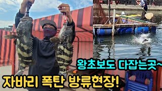 🎣(선두바다낚시터)초보도 어렵지않다!