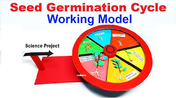 seed germination cycle wheel working model - biology project - diy - craftpiller