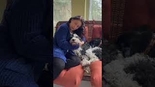 New Year & a new beginning for you and your animals! #jsjforpets #holisticpet #petanxiety#dogs