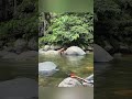 Jungle Fishing Adventure Catch & Cook in Wild Forest #survivalskills #junglelife #shorts #fishing