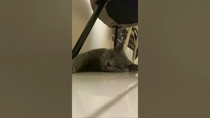 Watch the video about British Shorthair Cat Chilling and Enjoying her Pet | Love her so much ❤️#shorts