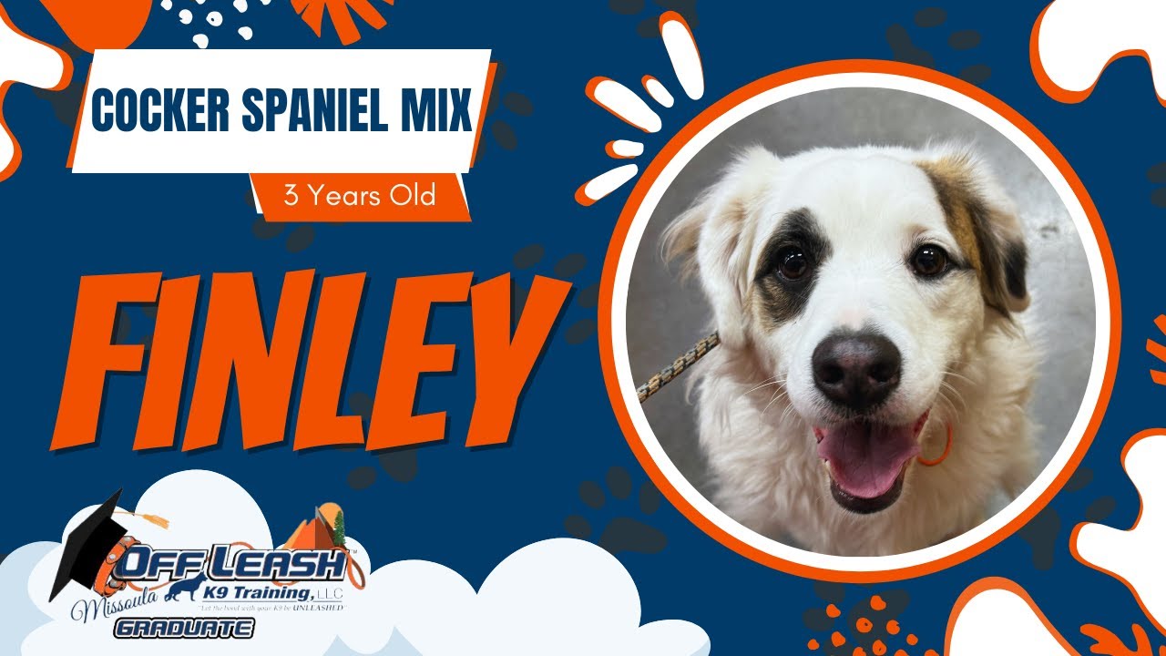 Finley - 3 Yr Old Cocker Spaniel mix | Best of Missoula Dog Trainers |Off Leash K9 Training Missoula