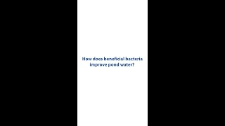 How Beneficial Bacteria Actually Improves Your Pond Water Quality