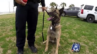 CCPD's K-9 officer is retiring after acclaimed service during career