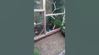 Bekikuk VC ayam alas