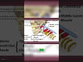 Pharyngeal Muscles: Anatomy & Origins Explained! #shorts