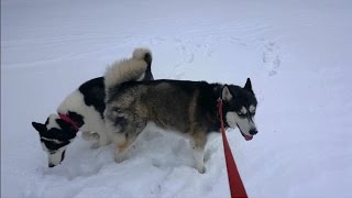 Siberian Husky Pack Walk - Blizzard 2016 by hydrors215 4,379 views 8 years ago 2 minutes, 6 seconds