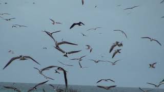 Sooty terns Colony in flight