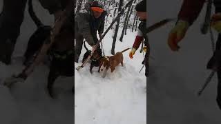Lov divlje Svinje .Hunting wild Boar .Fuko Lov. ovdije ih je vepar podero Grlu i Braka