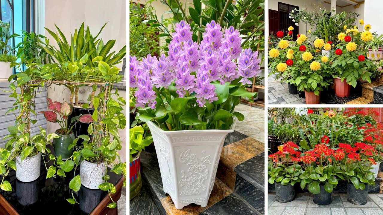 От сада до дома: максимально эффективное использование пространства с помощью красивой зелени