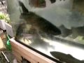巨大！これマス？でかすぎ！