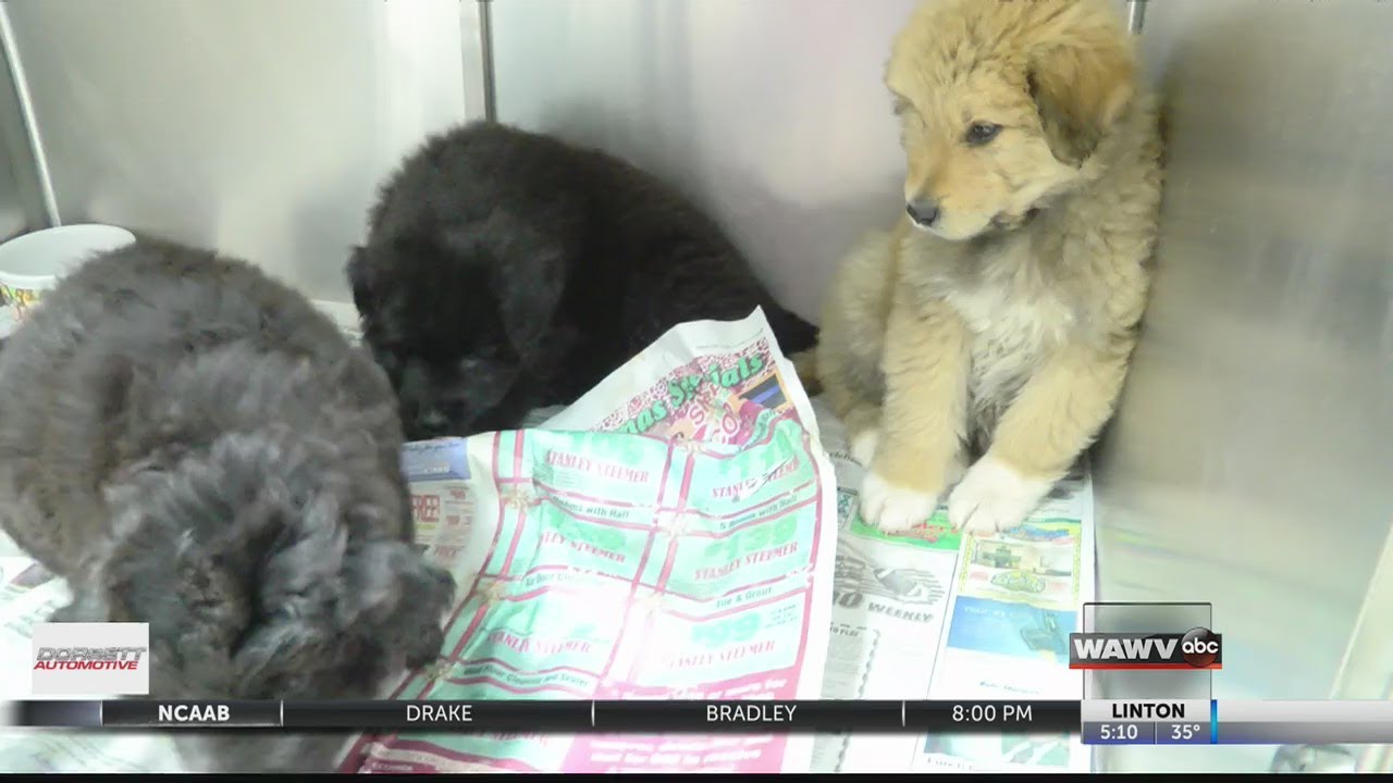 Puppies Abandoned Outside Shelter In Freezing Temperatures - YouTube