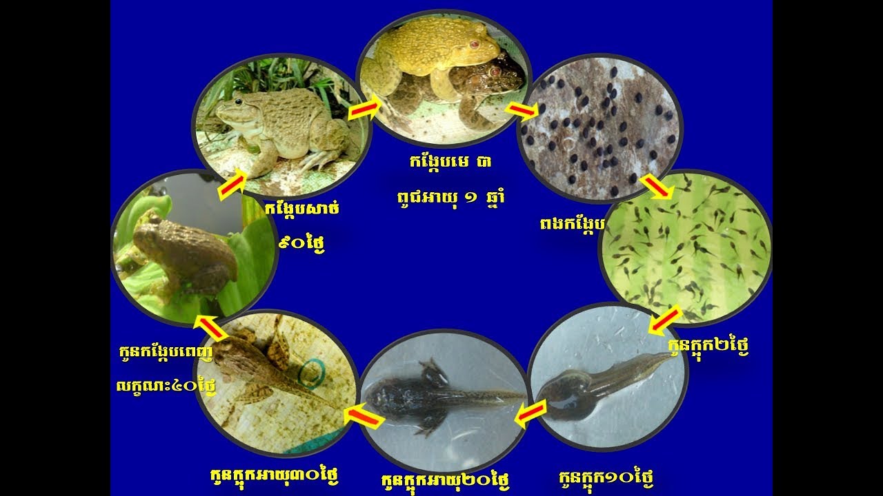 Agriculture, Presentation of Frog Breeding, Methods of frog's ...
