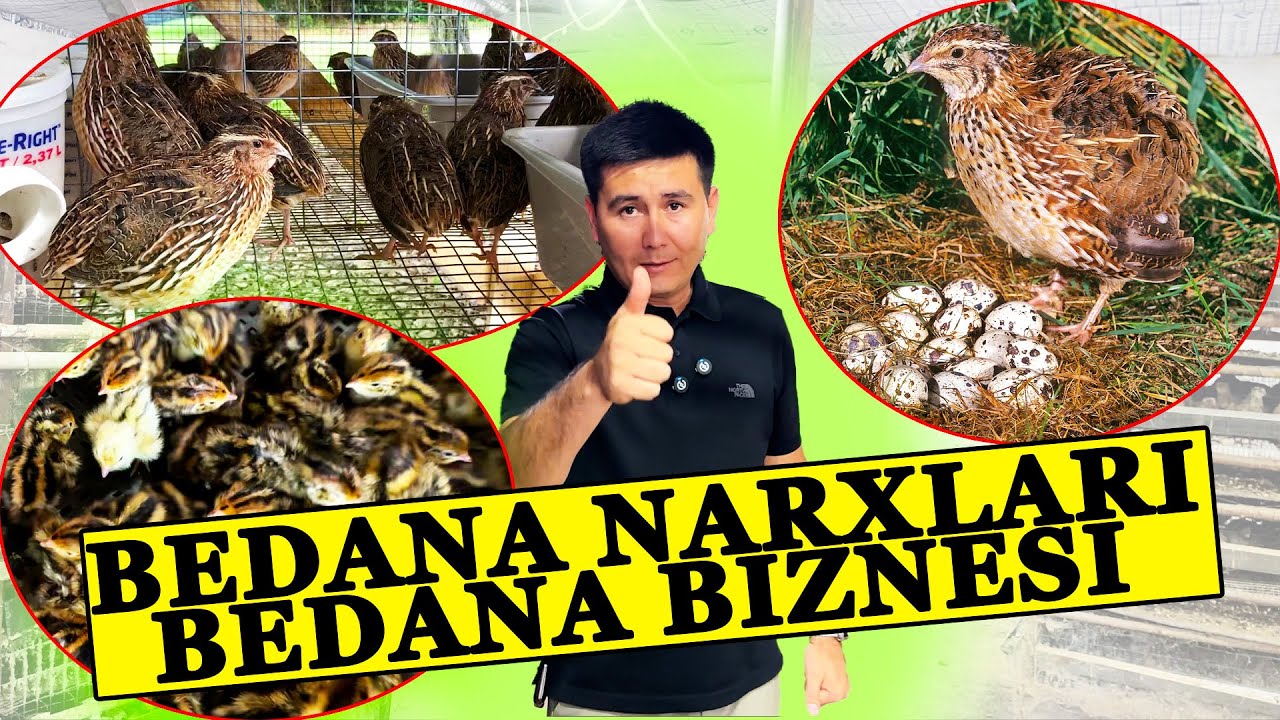 BEDANA NARXLARI VA BEDANA BOQISH BIZNESI TO'LIQ VIDEO ABZOR