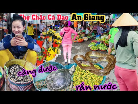Video Chợ rùa, rắn, cá linh đặc sản mùa nước nổi Chợ Chắc Cà... - youtube