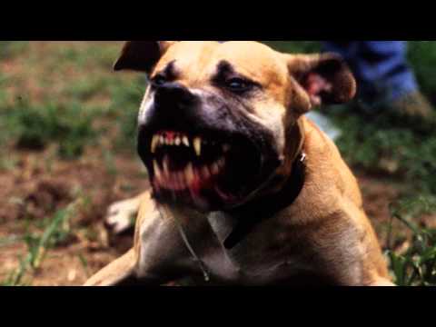 Bad Dog Barking - Ringtone MP3