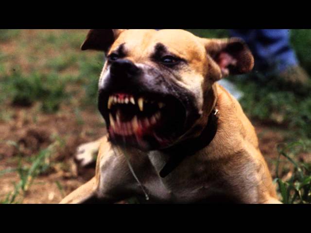 Bad Dog Barking - Ringtone MP3 class=