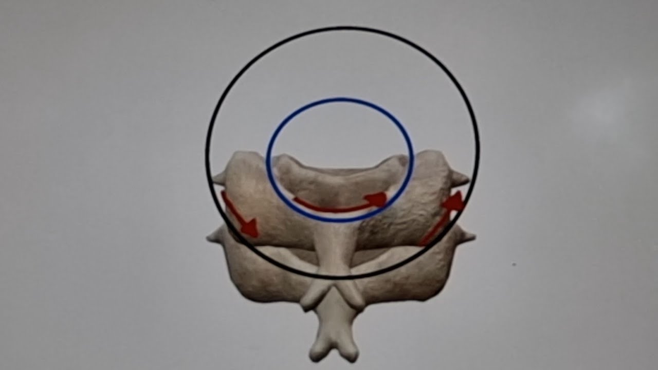 3D visuals for cervical rotation and translation. - YouTube