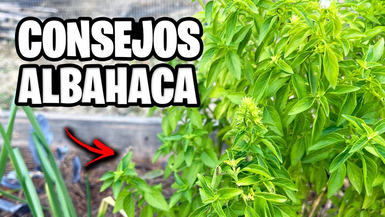 7 CONSEJOS para Cultivar ALBAHACA!! 🌱 ¡Secretos, Poda, Riego y Más! | La Huerta de Ivan