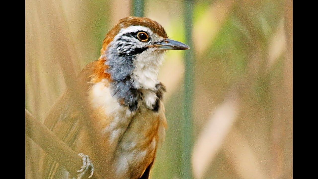 Greater Necklaced Laughingthrush preening in a bamboo forest 