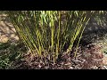 How to Trim Clumping Bamboo (Fargesia Robusta & Scabrida)