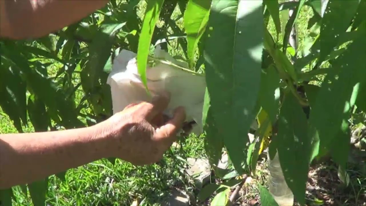 1851 ) – MANEJO, PODA, ADUBAÇAO E PULVERIZAÇÃO DE UM POMAR –1° PARTE PIEDADE SÃO PAULO