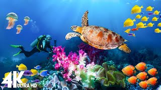 [NEW] 3 HOURS of 4K Underwater Wonders + Relaxing Music - Coral Reefs & Colorful Sea Life in UHD