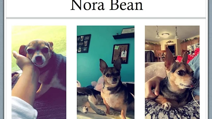 Epilepsy in dogs (5 seconds/PPT slide. Use pause if needed)