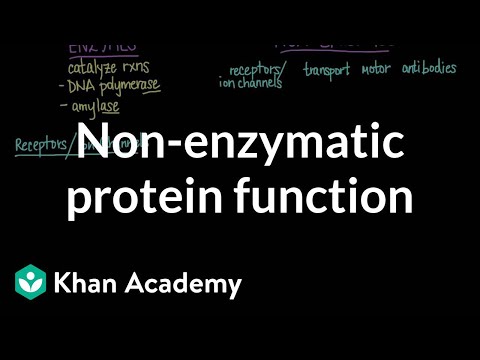 Non-enzymatic protein function | Chemical processes | MCAT | Khan Academy